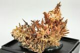 Needle-Like Gibbsite Coated Crocoite Crystals - Tasmania #206951-1